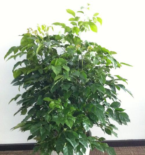 绿宝石怎么养才能更旺盛？有哪些养护技巧能使其生长更旺盛？