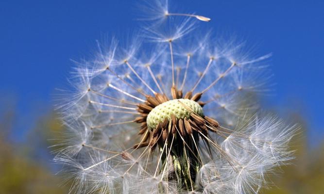 蒲公英多久开花一次？如何促进蒲公英更快开花？