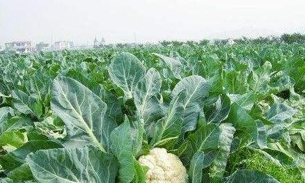 花菜什么时候成熟上市？如何判断花菜的最佳采收时间？