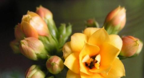 什么花代表爱情的结束？花语中表达结束爱情的花卉有哪些？