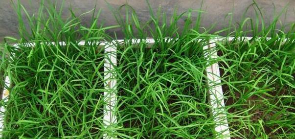 韭菜喜不喜欢阳光？种植韭菜时阳光需求解析？
