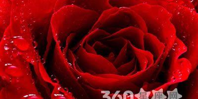 红玫瑰的花语与传说（浪漫）