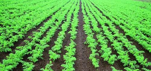 萝卜种植间距是多少？如何正确安排间距以提高产量？