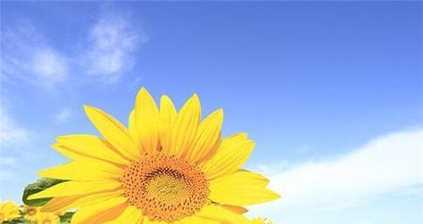 向日葵的花语和寓意（探秘向日葵的美丽与魅力）