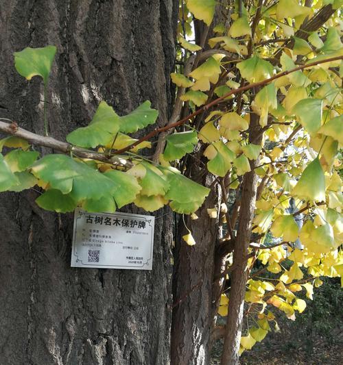 古树名木保护的重要性（守护自然瑰宝）