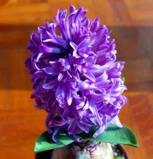 风信子的花语与寓意（美丽的花朵传递心意）