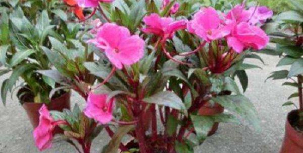 凤仙花不开花怎么办？掌握这些养护技巧轻松解决