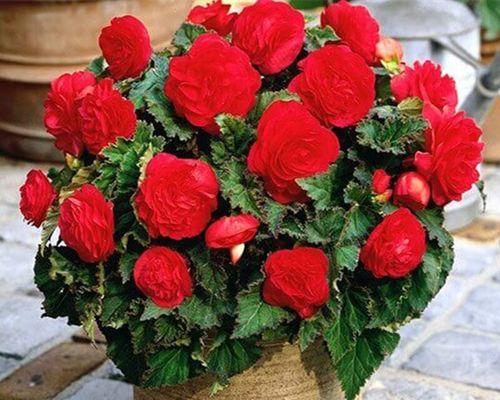 海棠花有种子吗？如何正确收集和种植？