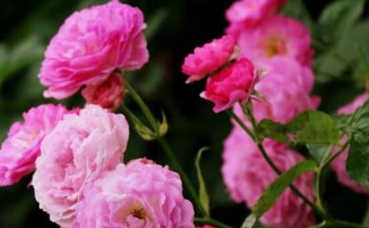 蔷薇花花语（傲立红尘）