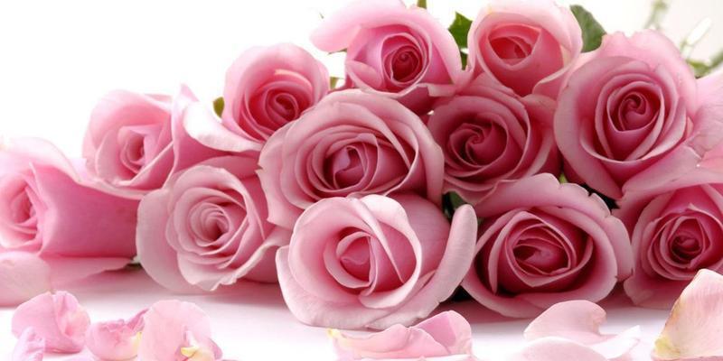 九朵玫瑰花代表什么含义？花语解读与送花建议？