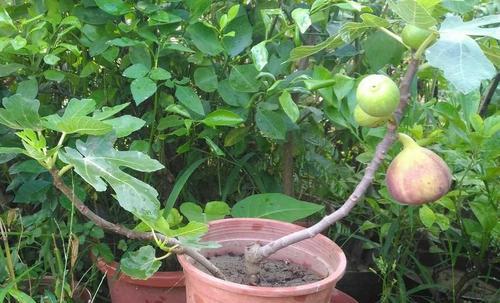 盆栽无花果施肥指南：哪种肥料效果最佳？