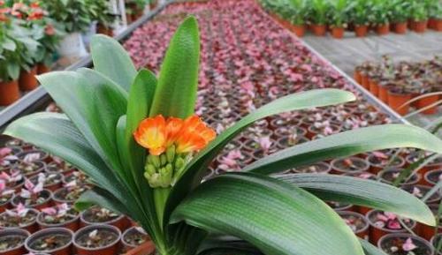 人尿浇君子兰是否可行？使用方法和注意事项是什么？