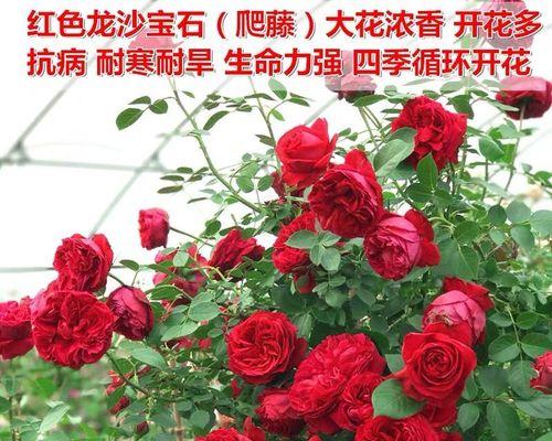 龙沙宝石修剪技巧有哪些？如何保持其美观？