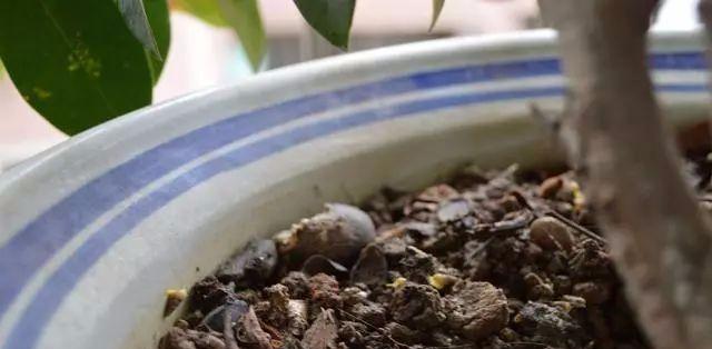 花草长虫子怎么办？有效防治方法有哪些？