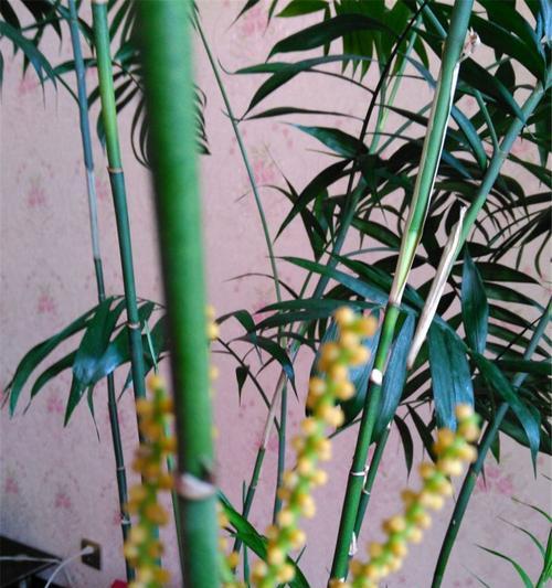 凤尾竹如何生长？其生长环境条件有哪些要求？