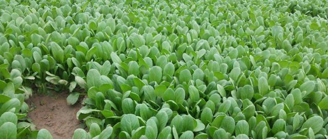 青菜几月份种合适？最佳种植时间是什么时候？