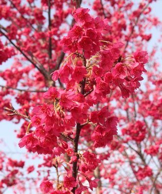 枫叶是哪个国家的国花？加拿大枫叶的象征意义是什么？