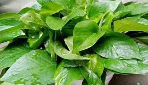 过期葡萄糖可以用来浇花吗？这样做有什么效果？