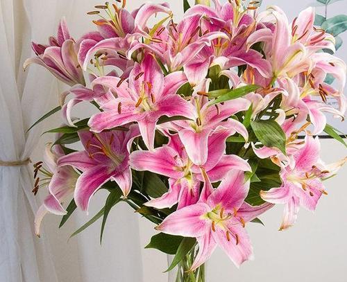 百合花的意义与象征（揭示百合花的寓意与传统象征）