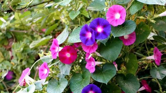 家里为什么不能养牵牛花？牵牛花的养殖禁忌有哪些？