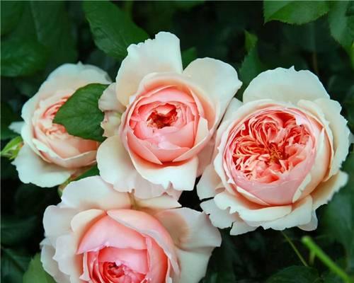 珊瑚果冻月季有哪些优点和缺点？