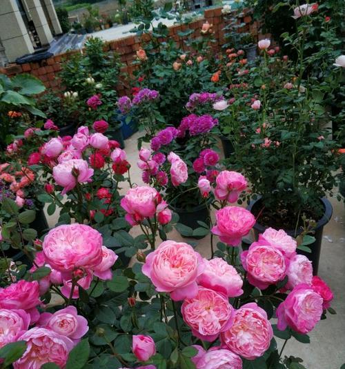 繁华都市月季的优缺点是什么？如何克服这些缺点？