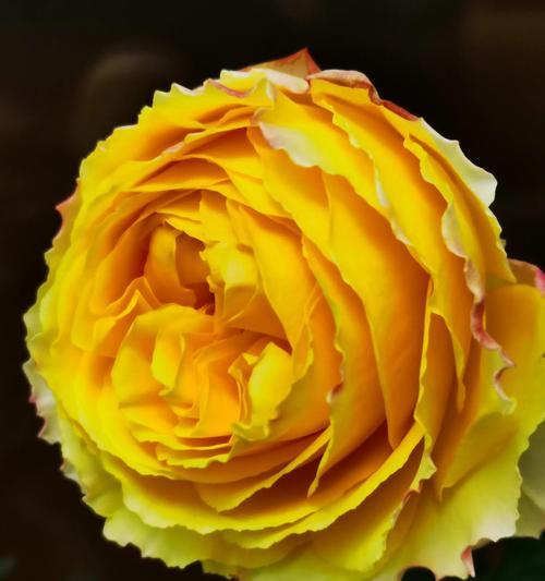 繁华都市月季的优缺点是什么？如何克服这些缺点？