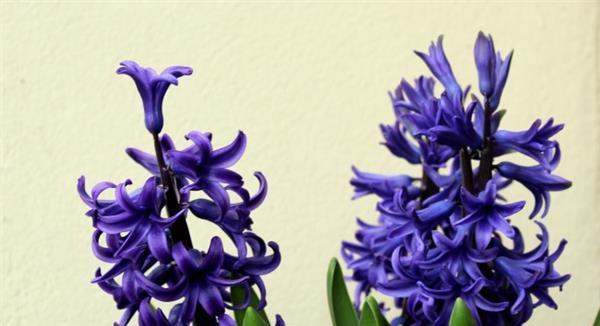 蓝色风信子的花语是什么？它代表了哪些意义？