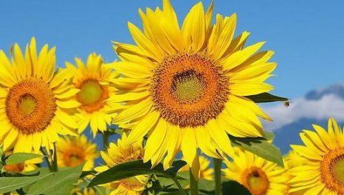 向日葵花语的深意与象征（以阳光与希望为主题的花朵）