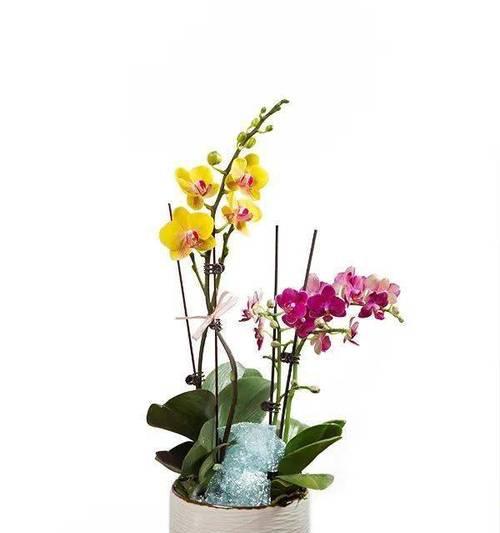 富贵满堂花养殖方法是什么？如何确保花开富贵满堂？