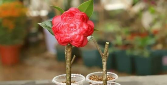 茶花扦插成活率高有什么秘诀？如何提高茶花扦插的成功率？