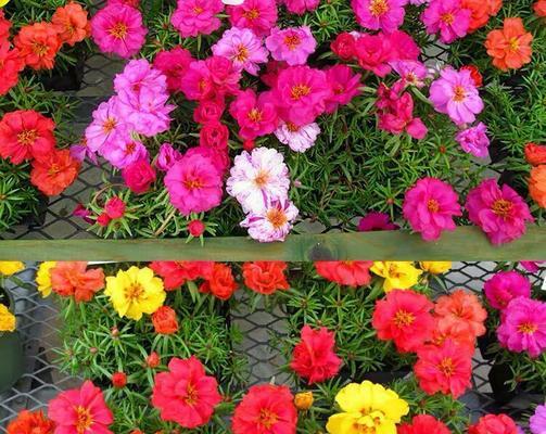 午时花（午时花的花语与寓意）