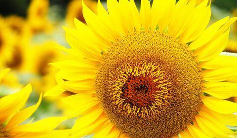 向日葵花语与寓意的奥秘（向日葵）