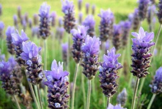 薰衣草花语（以薰衣草花语）