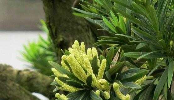 罗汉松会开花吗？它的花朵有哪些特征？