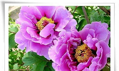 牡丹花语的美丽与象征（探寻牡丹花的传世之谜）