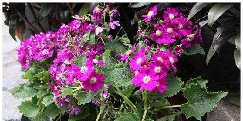 瓜叶菊扦插方法是什么？扦插后如何管理？