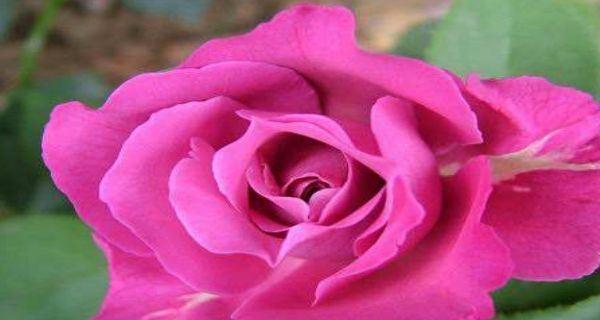 花语拒绝的娇花，拒绝在花海中绽放（花语拒绝的美丽）