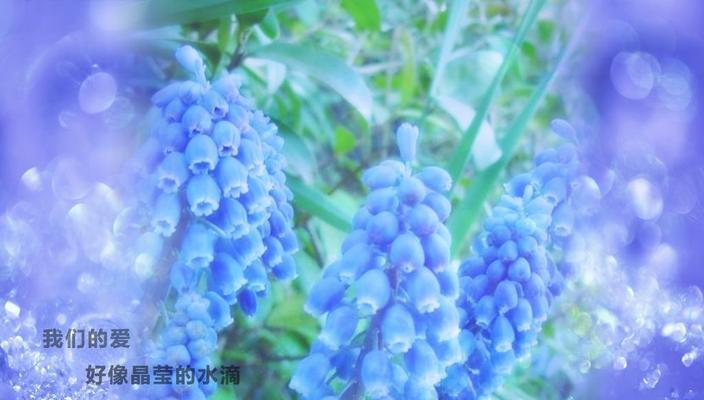 风信子花语的意义与传承（探索风信子的花语密码）