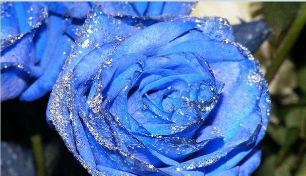 蓝色妖姬的花语（探寻蓝色妖姬花语的深刻内涵）