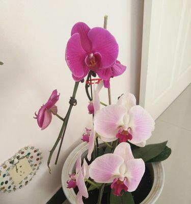 蝴蝶兰的花语与寓意（探寻蝴蝶兰所传递的情感与心意）