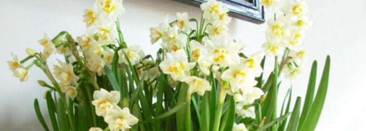 水仙花语与深远的寓意（传递希望与爱意的花卉——水仙花）