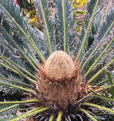 以铁树开花预示着什么（神奇的自然现象与寓意）