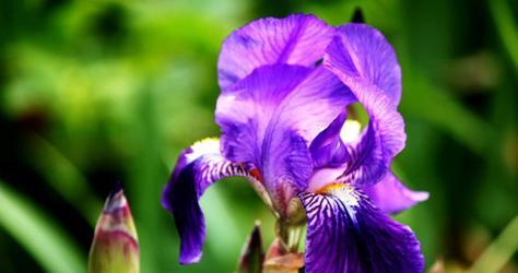 探秘鸢尾花的花语之美（揭秘鸢尾花的花语与寓意）