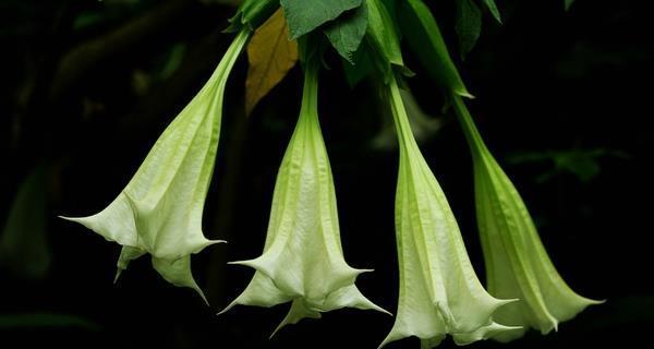 曼陀罗花的寓意与象征——绽放心灵的魔力（探索曼陀罗花的美丽）