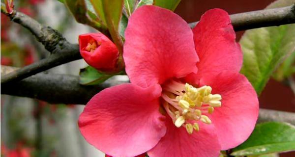 海棠花语与寓意（唤醒思念的花语——海棠）