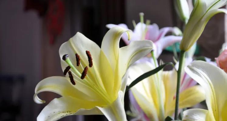 百合花语传递的美好情感（探寻百合花语的深刻意义）