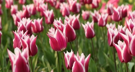 郁金香的花语与寓意（探究郁金香的花语）