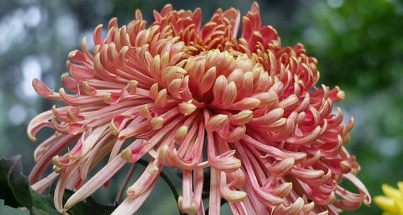 菊花的花语与寓意（揭秘菊花的丰富寓意）