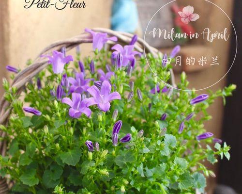 风铃草的花语（美丽花草与心灵的交流）